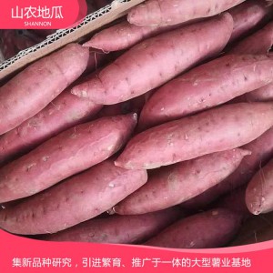 煙薯25 地瓜 地瓜苗 紅薯苗 山東地瓜苗 廠家直銷 地瓜苗基地