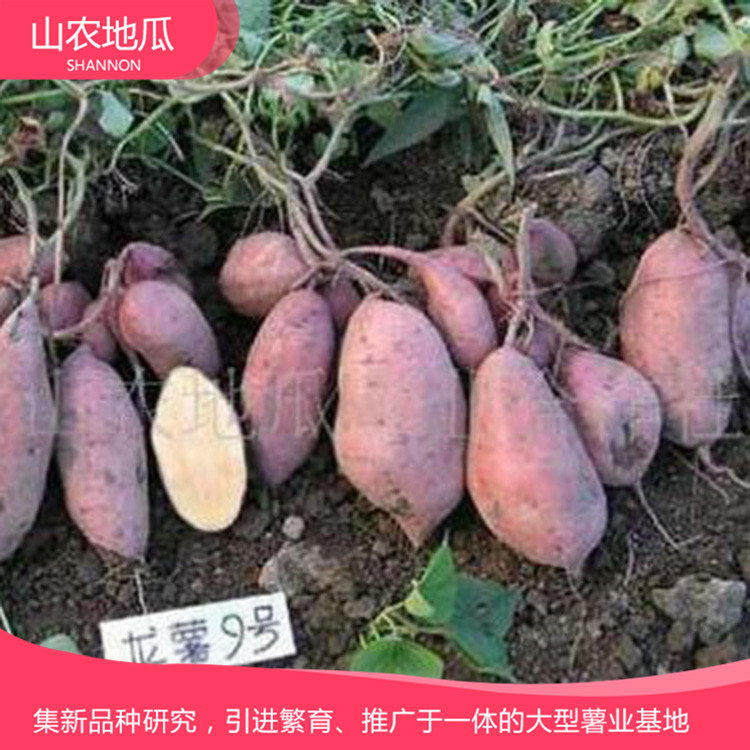 山東濰坊 廠家直銷地瓜苗 批發(fā)紅薯種苗 龍署九號地瓜苗價格