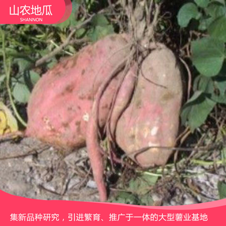 山東濰坊 廠家直銷地瓜苗 批發(fā)紅薯種苗 龍署九號地瓜苗價格