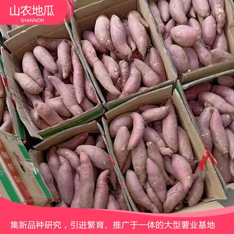 安徽六安煙薯25 鶯歌 商薯19地瓜苗批發(fā) 普薯32 秦薯8號(hào)批發(fā)