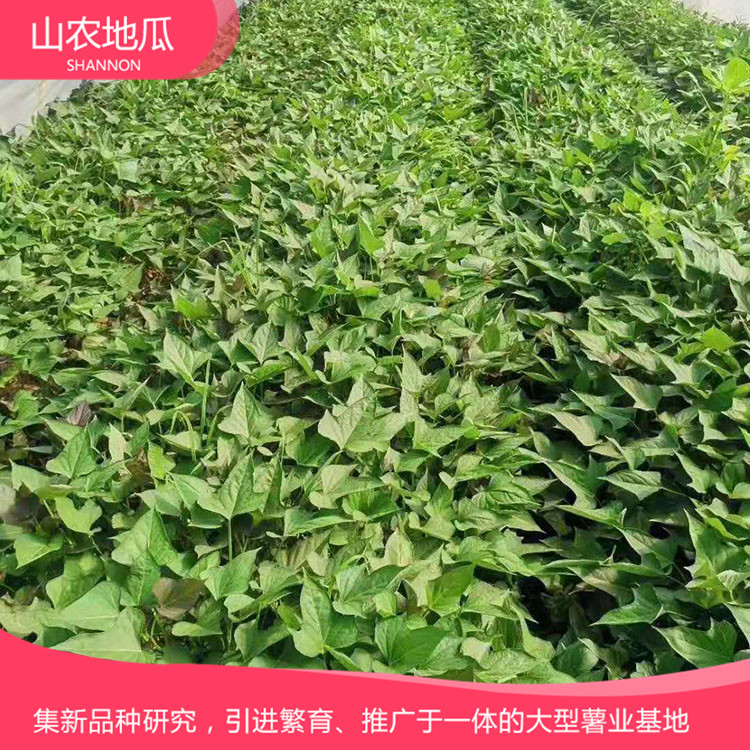 安徽六安煙薯25 鶯歌 商薯19地瓜苗批發(fā) 普薯32 秦薯8號(hào)批發(fā)