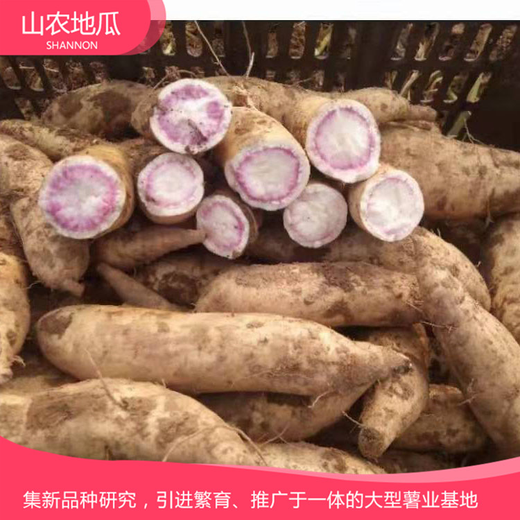 安徽六安煙薯25 鶯歌 商薯19地瓜苗批發(fā) 廠家直銷西瓜紅價(jià)格