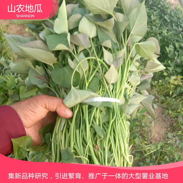 安徽六安煙薯25 鶯歌 商薯19地瓜苗批發(fā) 普薯32 秦薯8號(hào)批發(fā)