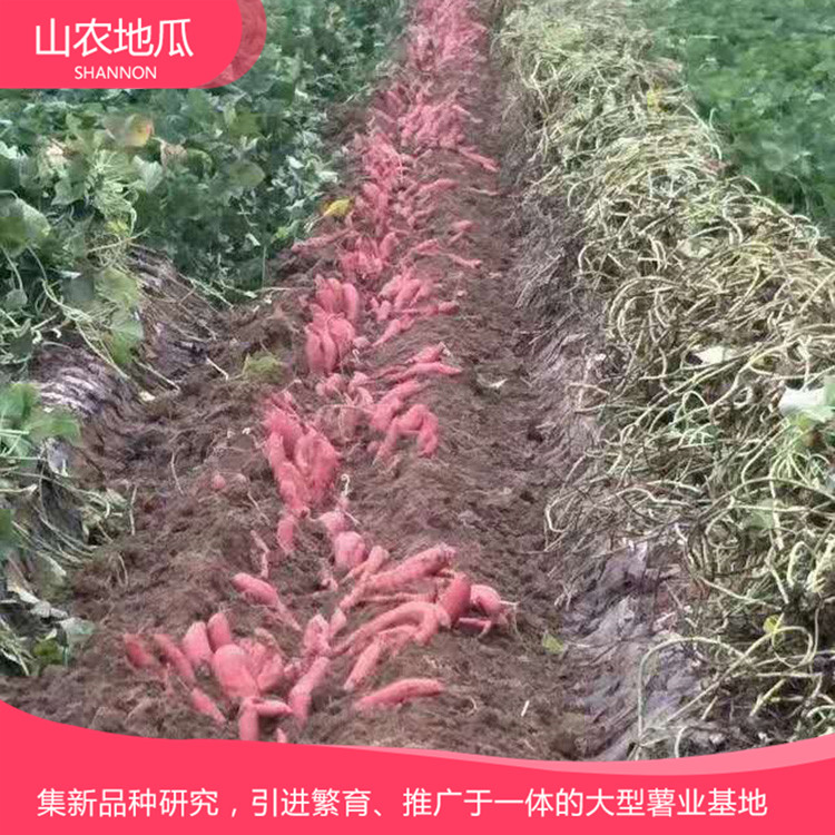 高品質地瓜菏澤紅丹地瓜種植 商薯19地瓜苗批發 普薯32 秦薯8號批發