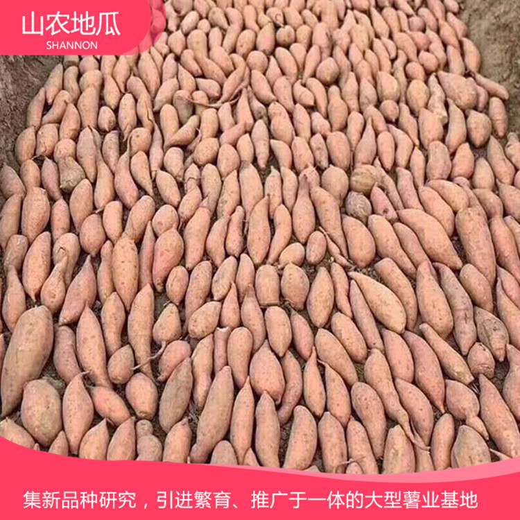 批發(fā)銷售地瓜苗 地瓜苗種植基地 支持批發(fā)